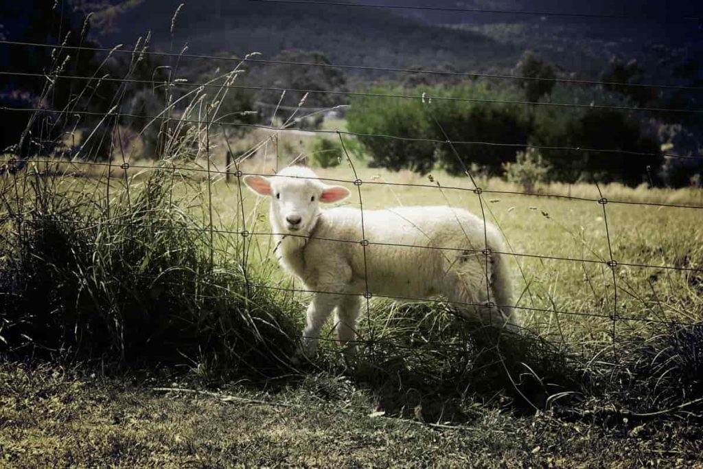 Sheep Farm Insurance