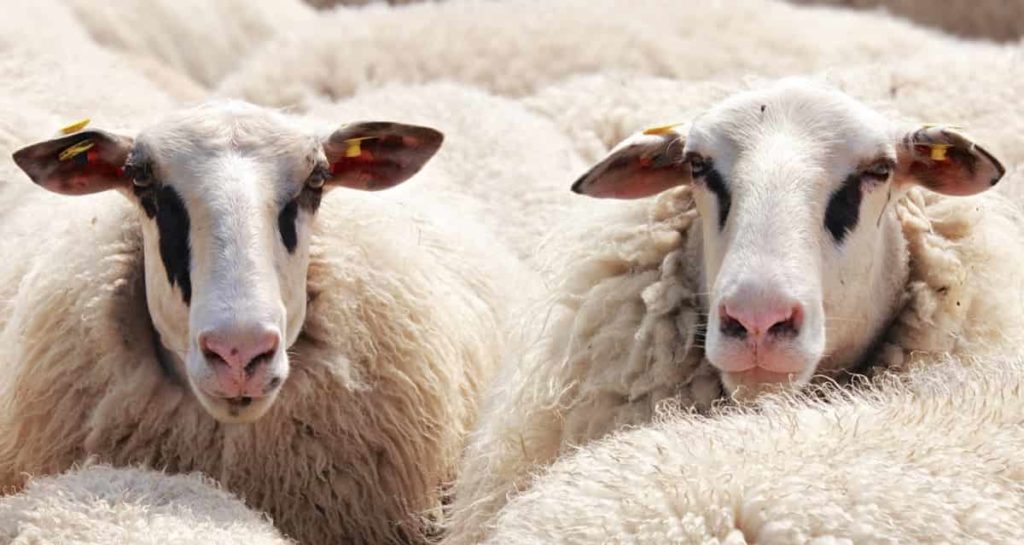 Sheep Farm Insurance in India