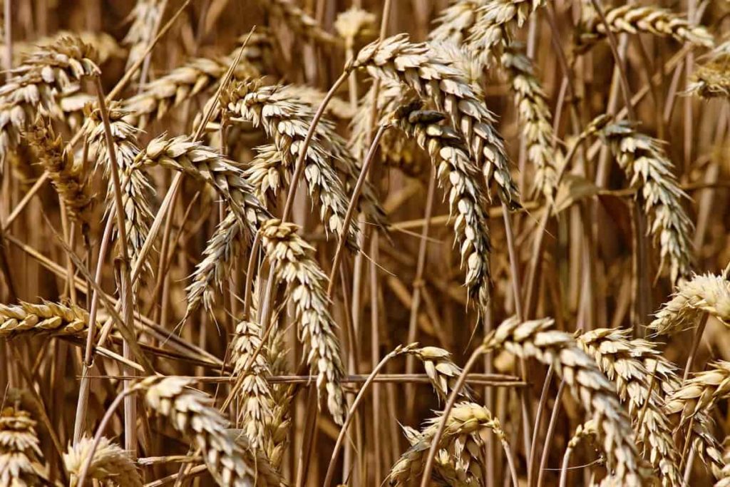Wheat Plant