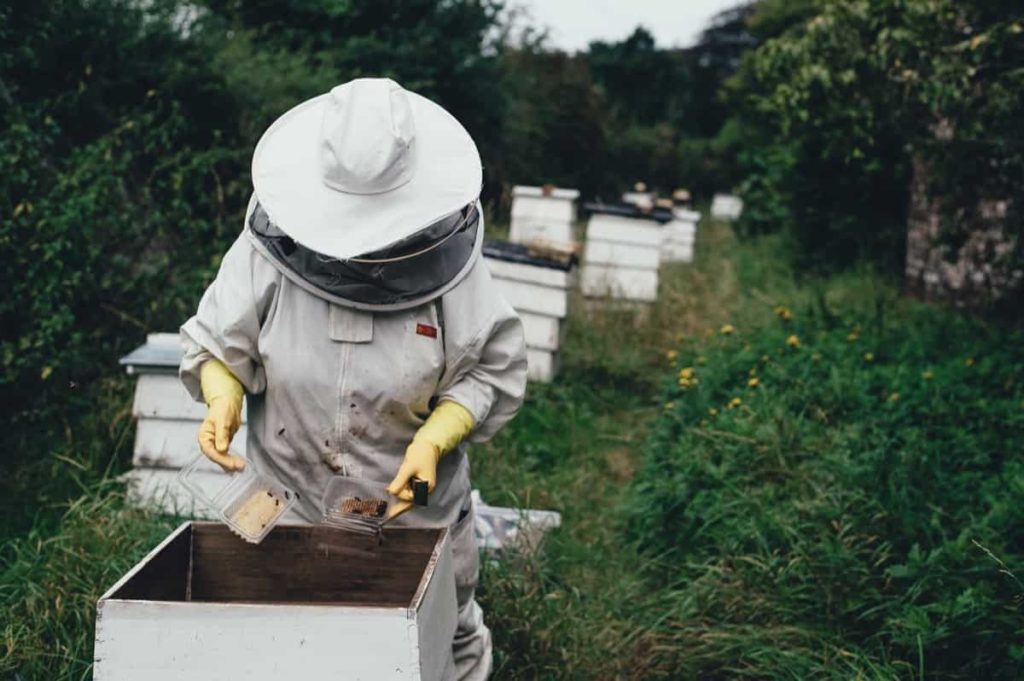 Bee farming 