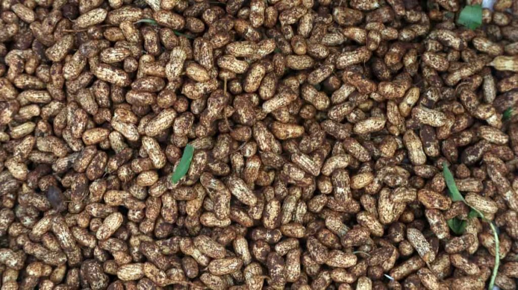 Best Fertilizer for Groundnut