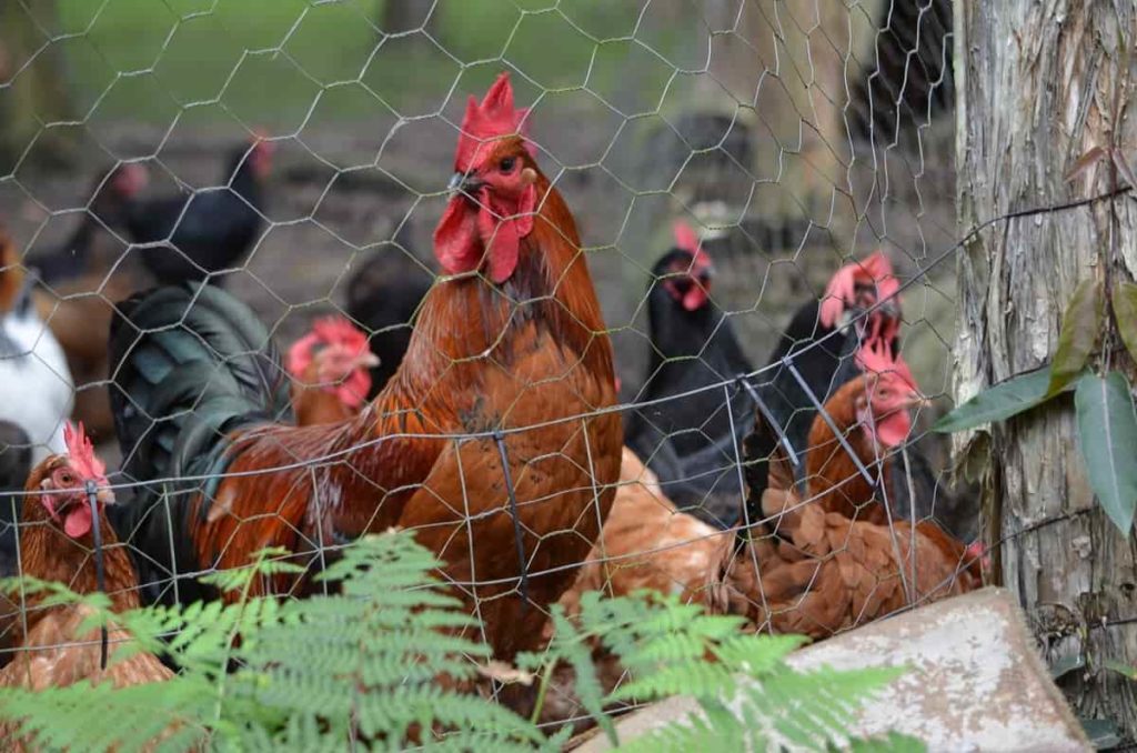 Chicken wire fencing 