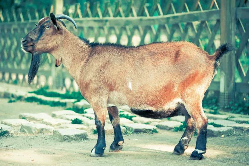 Common Mistakes in Goat Farming