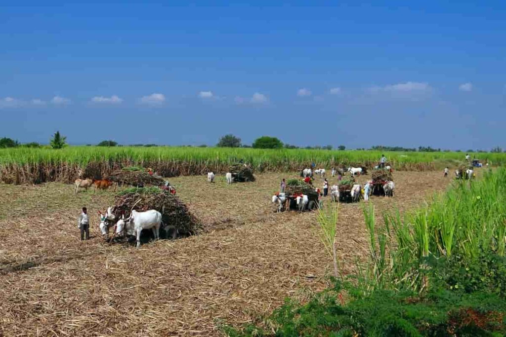District Wise Crop Production in Karnataka