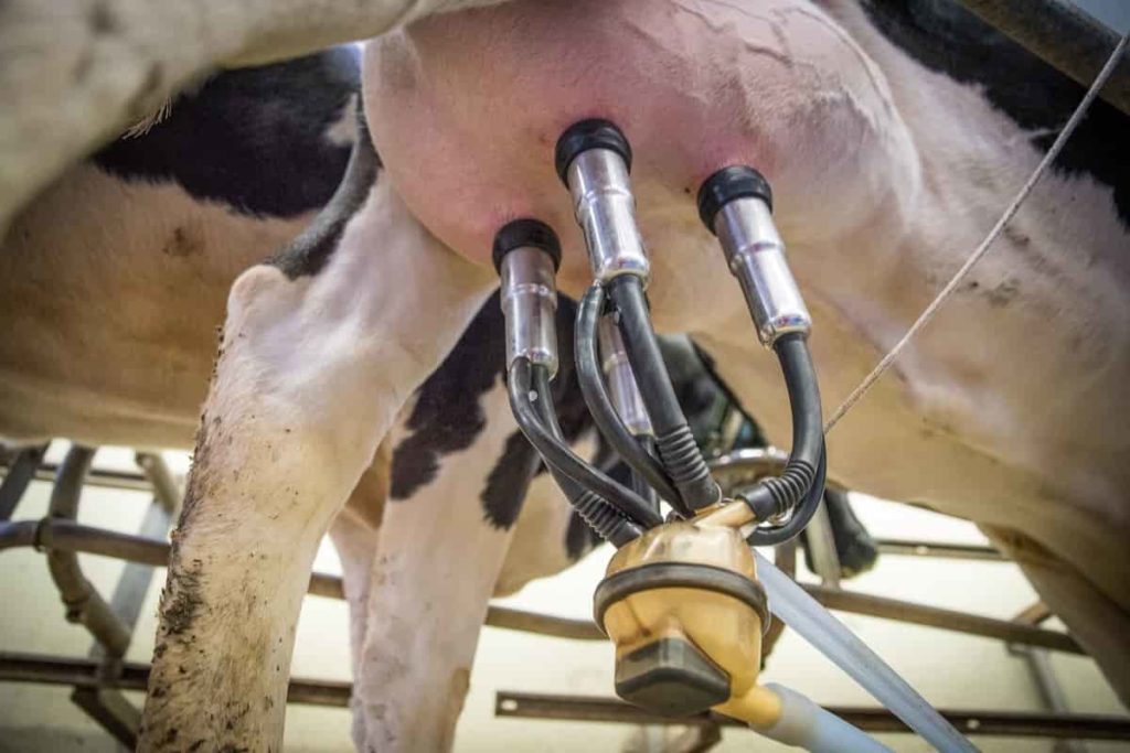 Equipment Needed for Dairy Farming - Cow milking machine