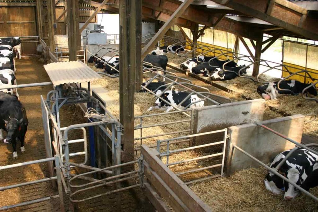 Dairy Cow Shelter 
