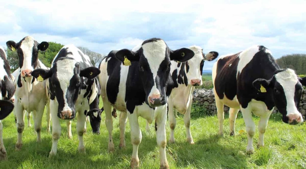 Dairy Farming Cows