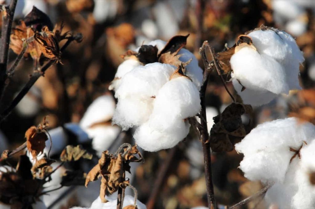 Best Fertilizer for Cotton