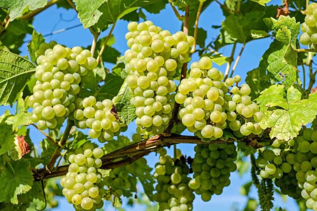 Best Fertilizer for Grapevines