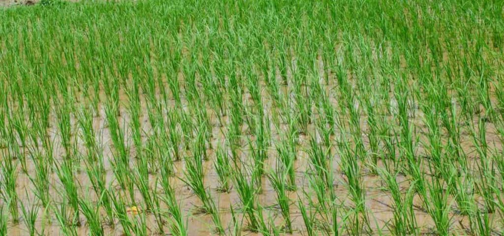 Best Fertilizer for Rice Crop
