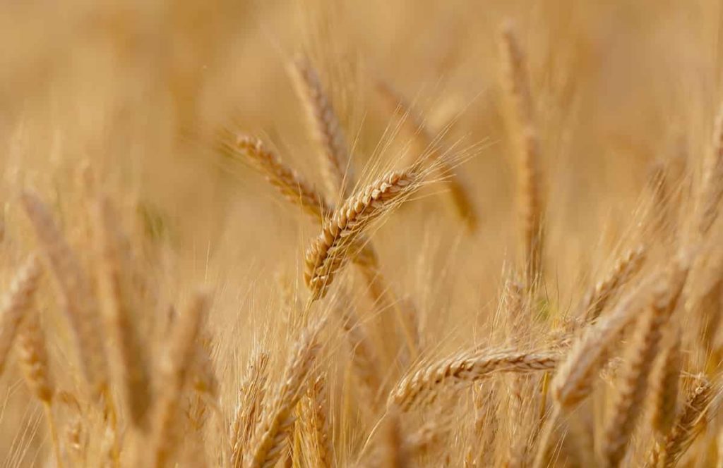 Fertilizer for Wheat3