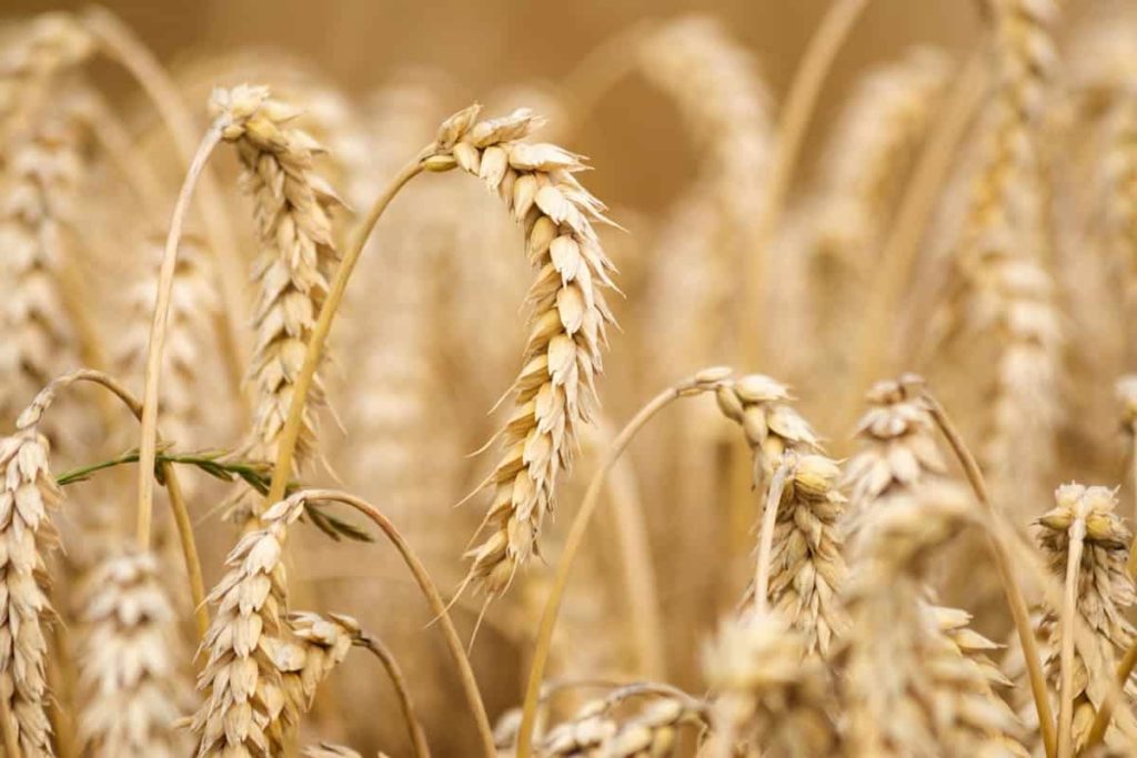 Fertilizer for Wheat5