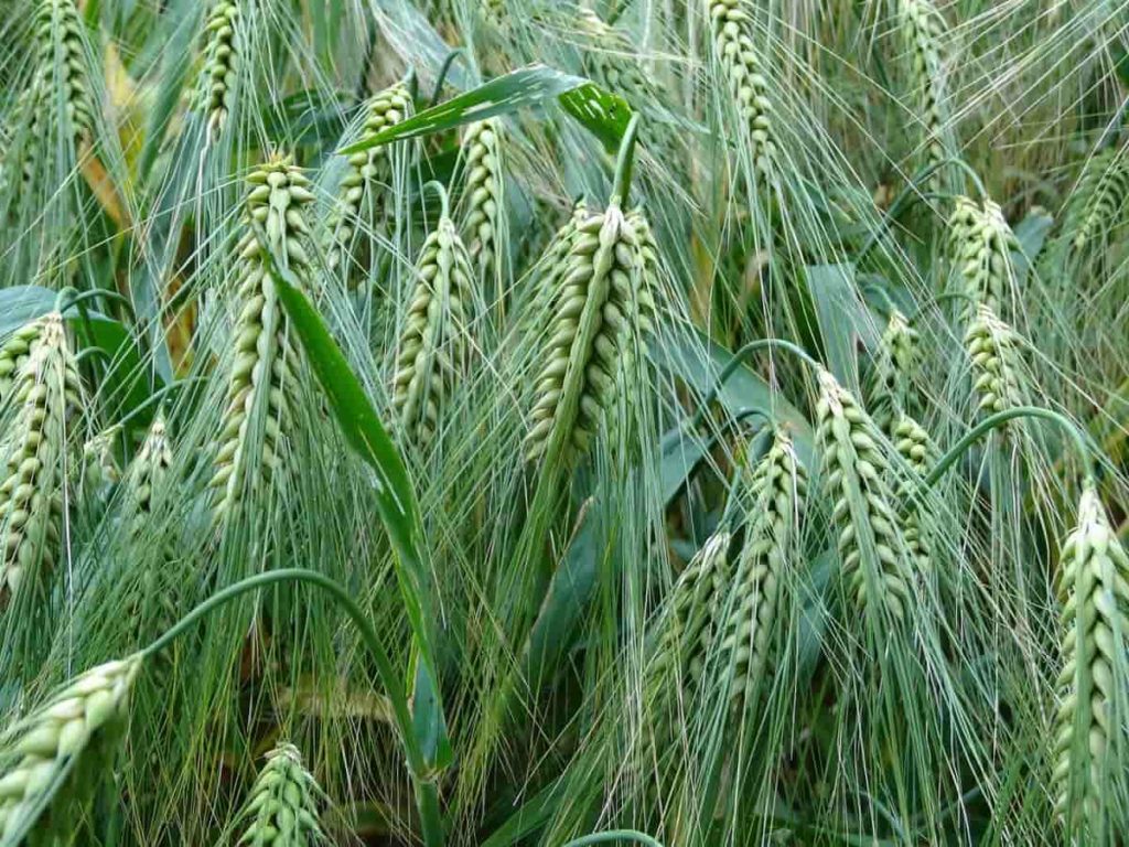 Fertilizer for Wheat6
