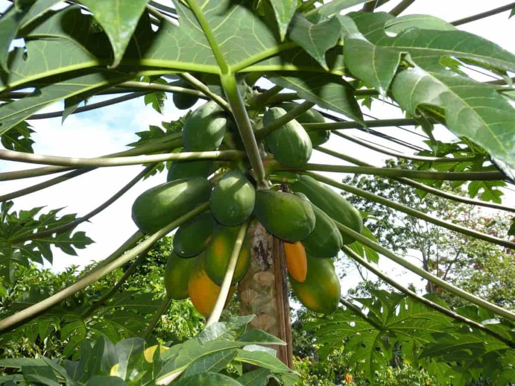 Fertilizers for Papaya Trees