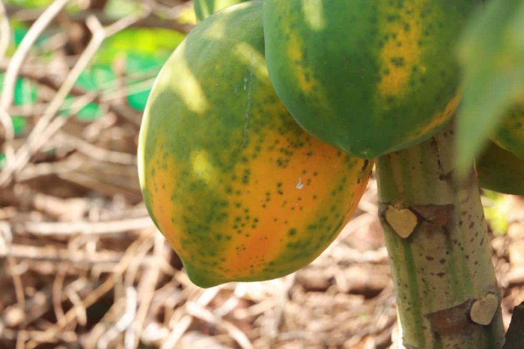 Fertilizers for Papaya Tree 5