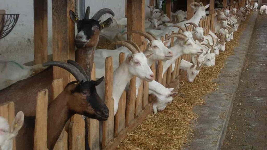 Goat Farming in Australia
