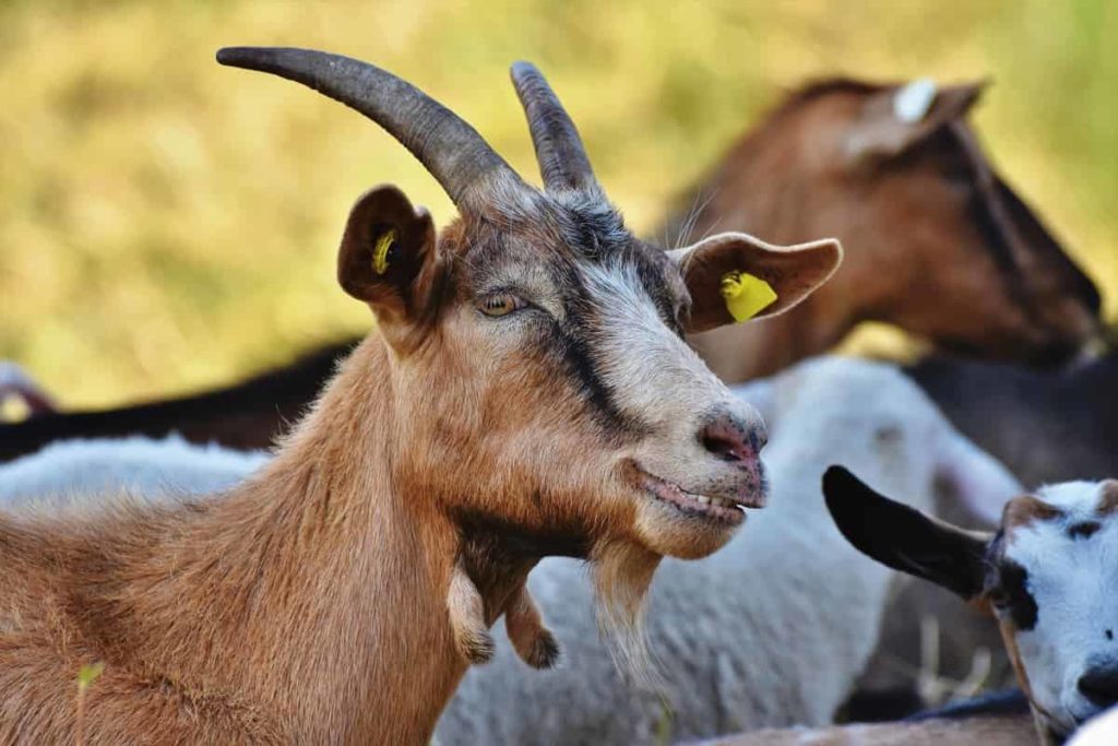Goat Farming in Kenya