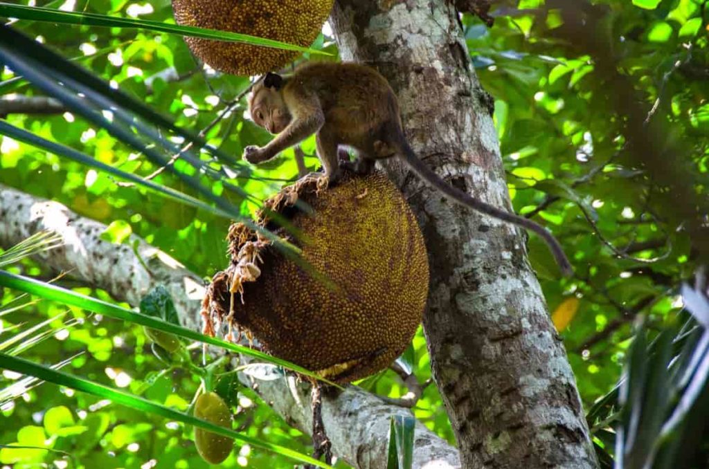 How to Keep Monkeys Away from Fruits
