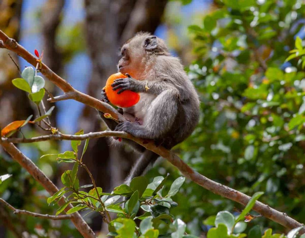 How to Keep Monkeys Away from Plants