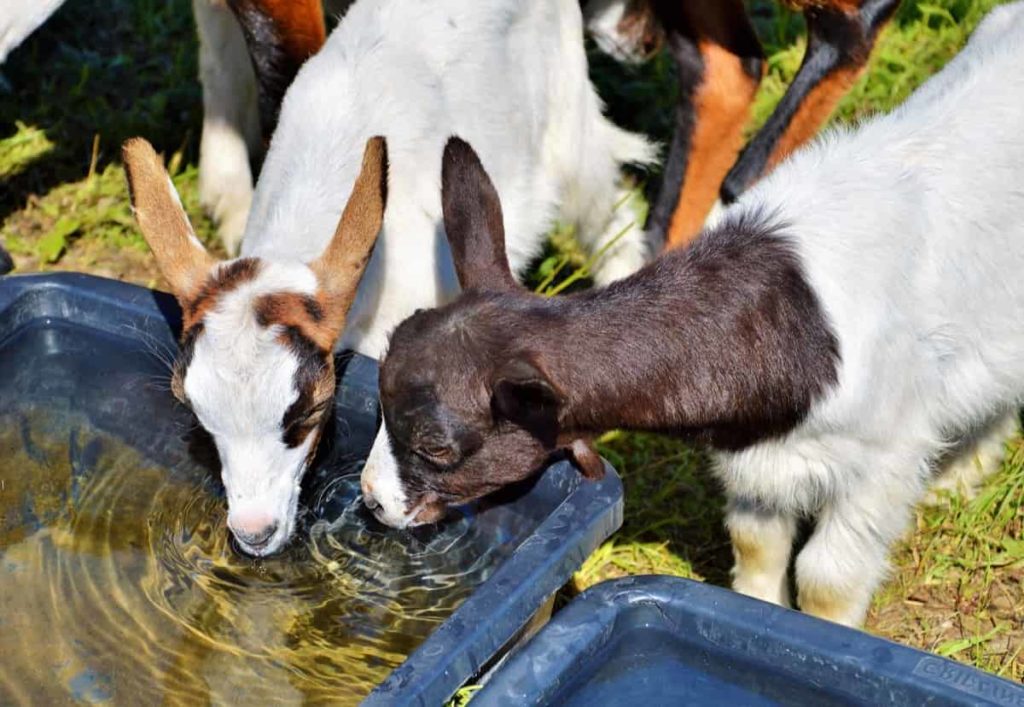 Baby Goats Drinking Water