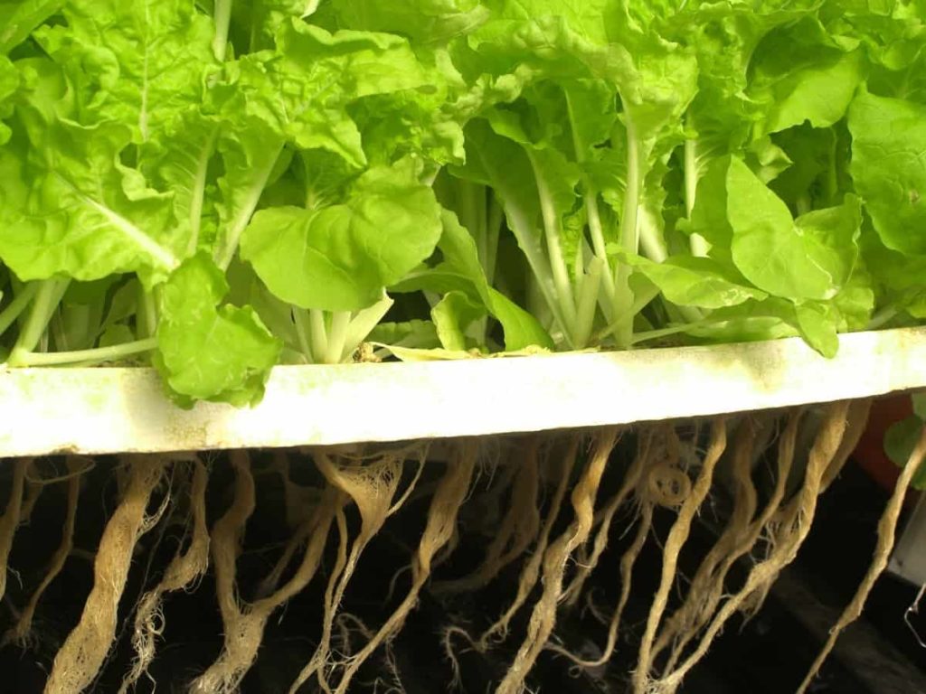 Common Mistakes Made in Hydroponic Farming
