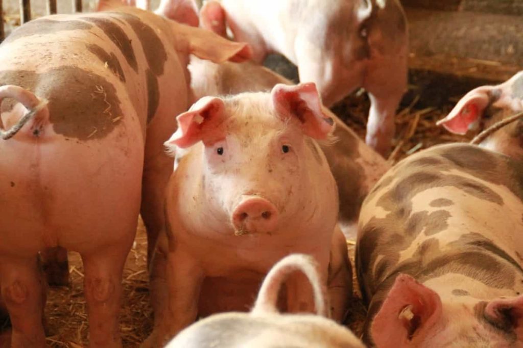 Common Mistakes in Pig Farming