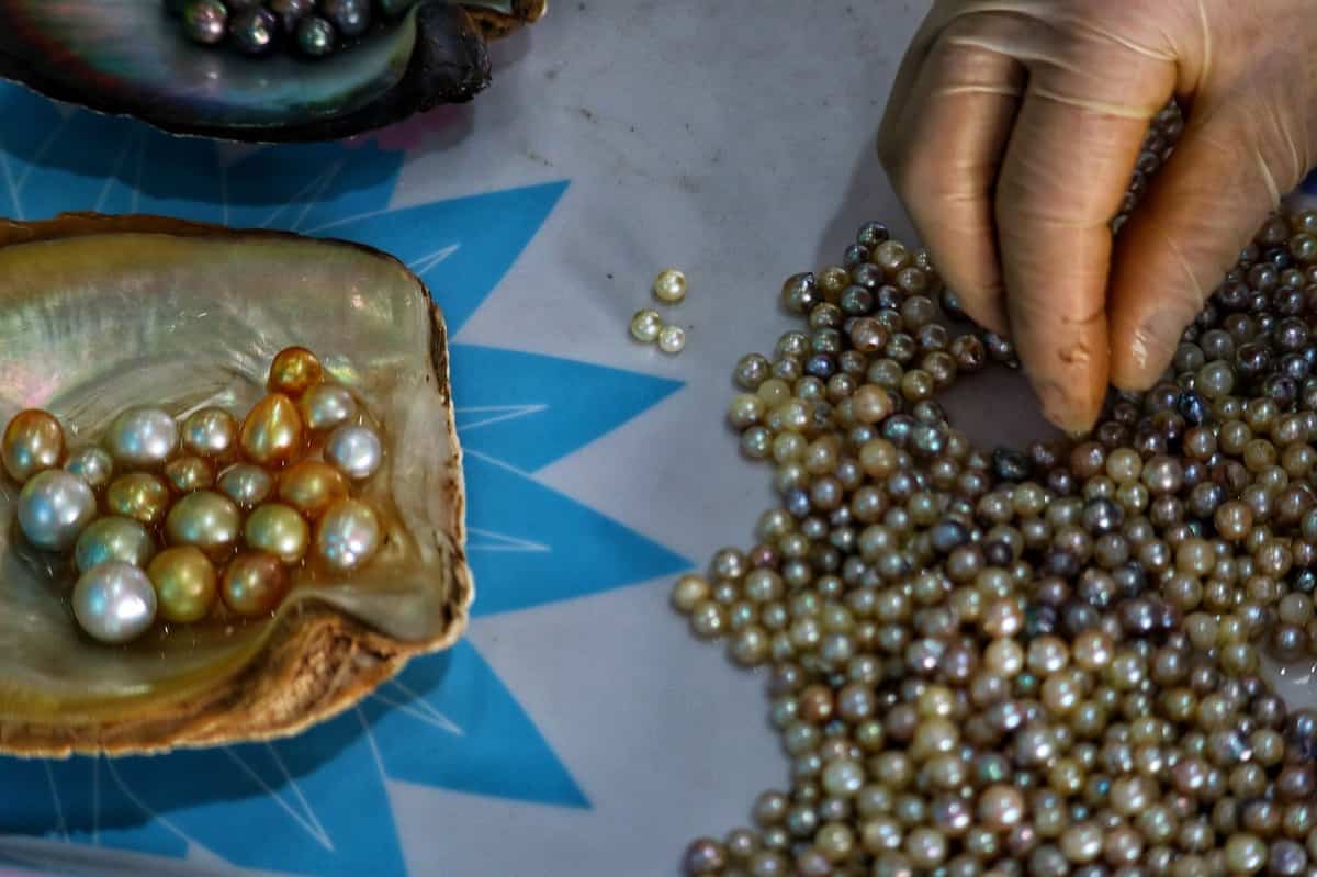 Ways Pearl Farming Make You Rich in a Short Time, Subsidies from Government of India