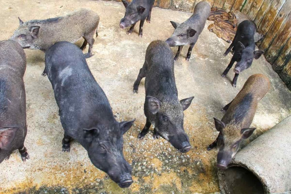 Pig Farming in Germany
