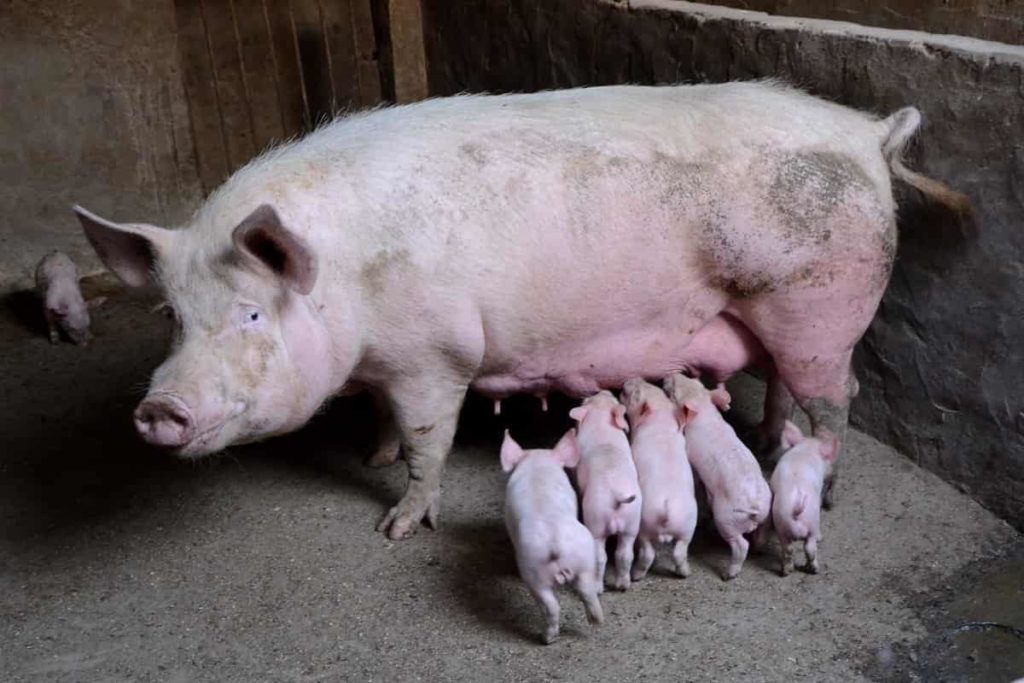 Feeding Baby Pigs