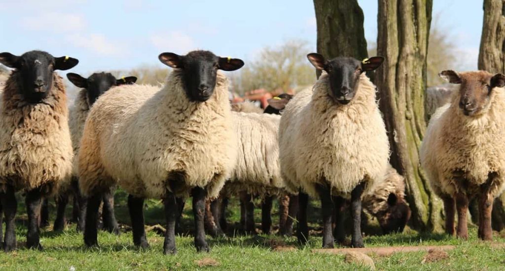 Sheep Farming in the USA