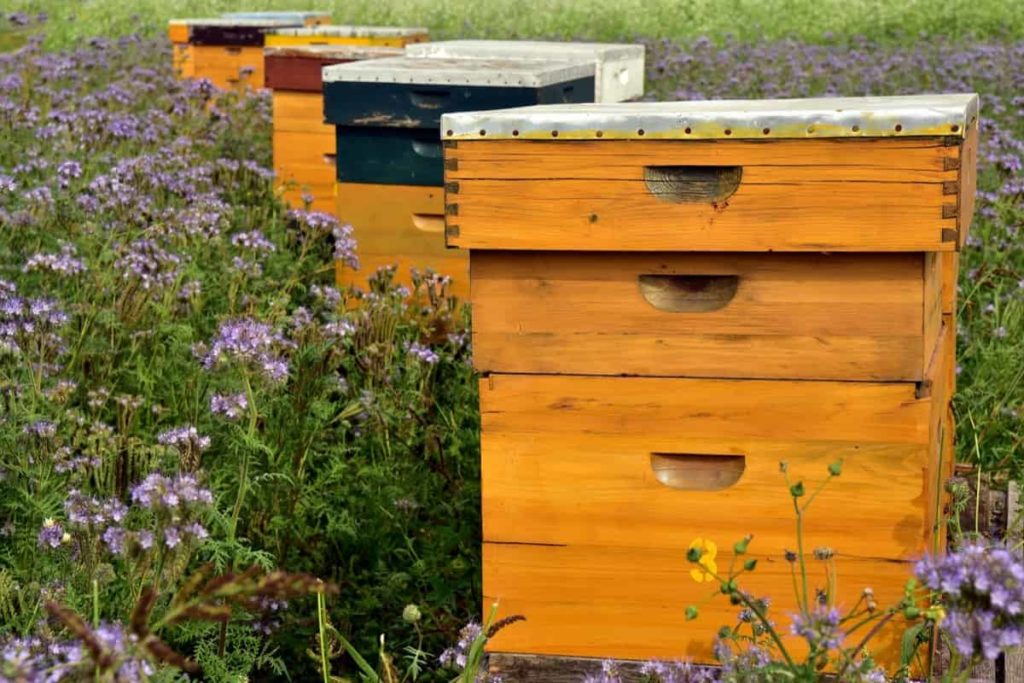 How this Woman Made 2 Lakh per Month from Beekeeping