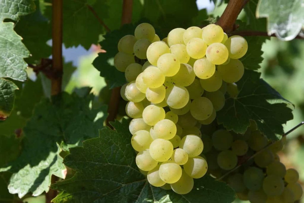 Steps to Boost Grapes Yield