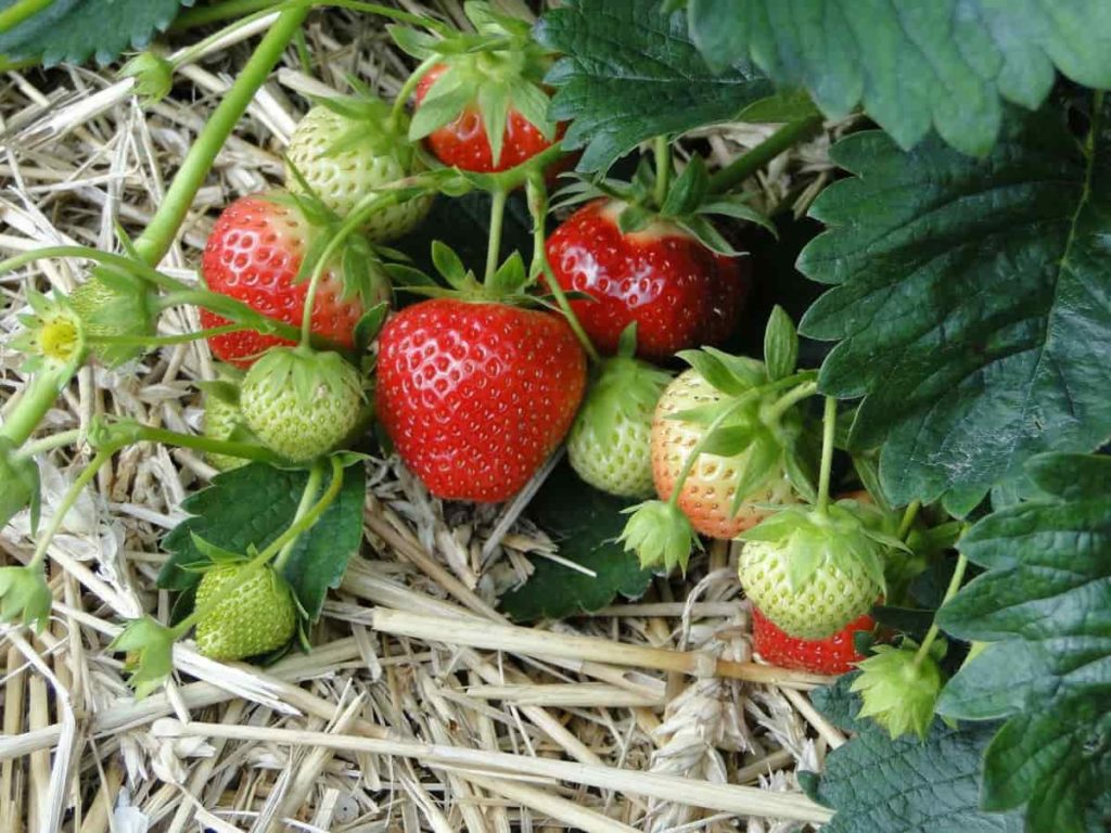 Top 20 Steps to Boost Strawberry Yield
