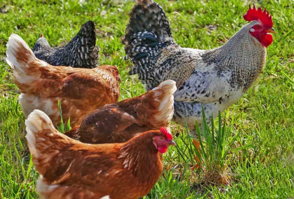 Farmer Made 24 Lakh Profit from Country Chicken Farming