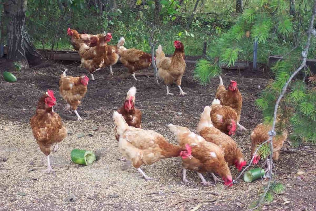 Country Chicken Farming