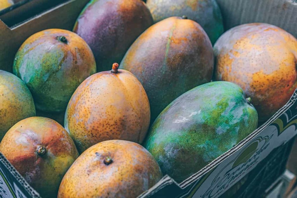 Mango Harvest 