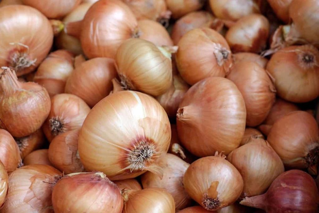 Onion Harvet