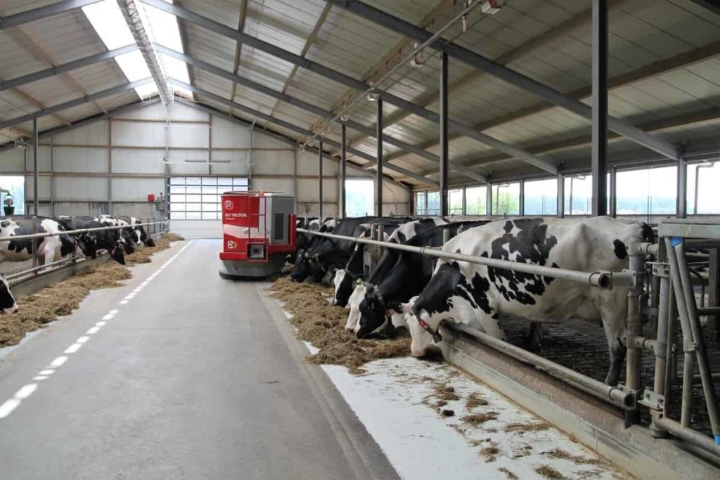Dairy Cow Shed