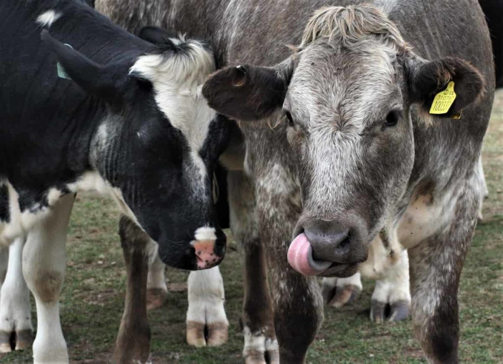 Dairy Cow Farm