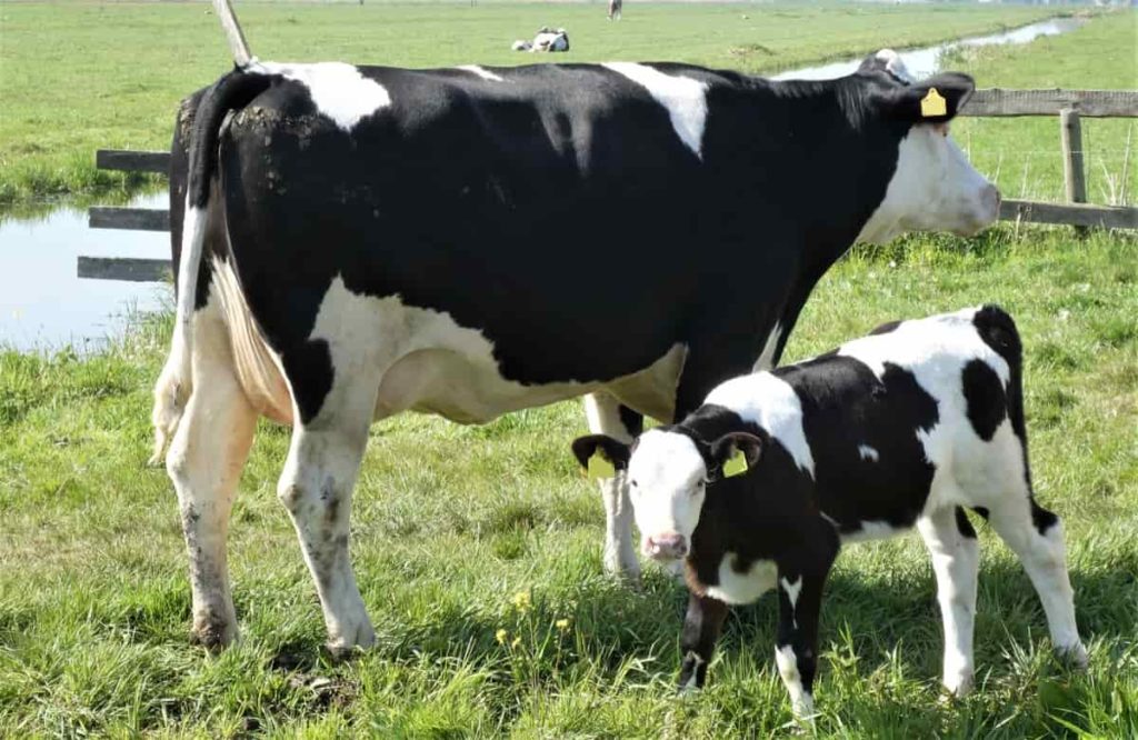 Dairy Farming in South Africa