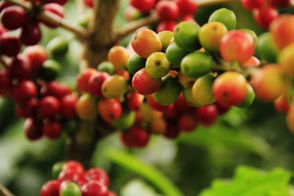 Coffee Beans Red