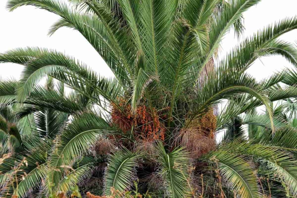 Date Palms Farming