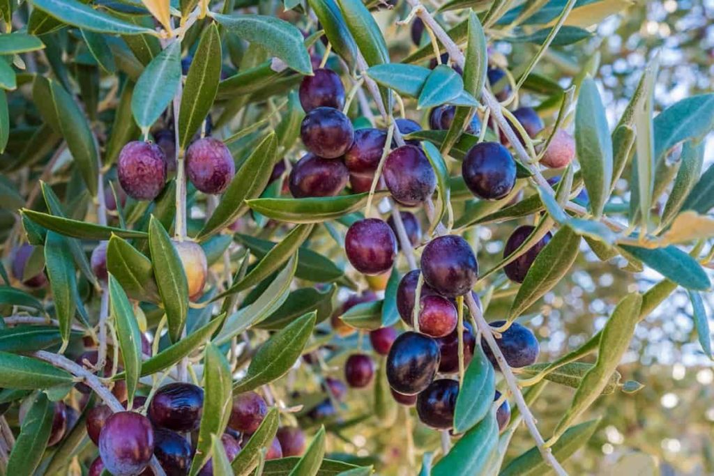 Best Fertilizer for Olive Trees