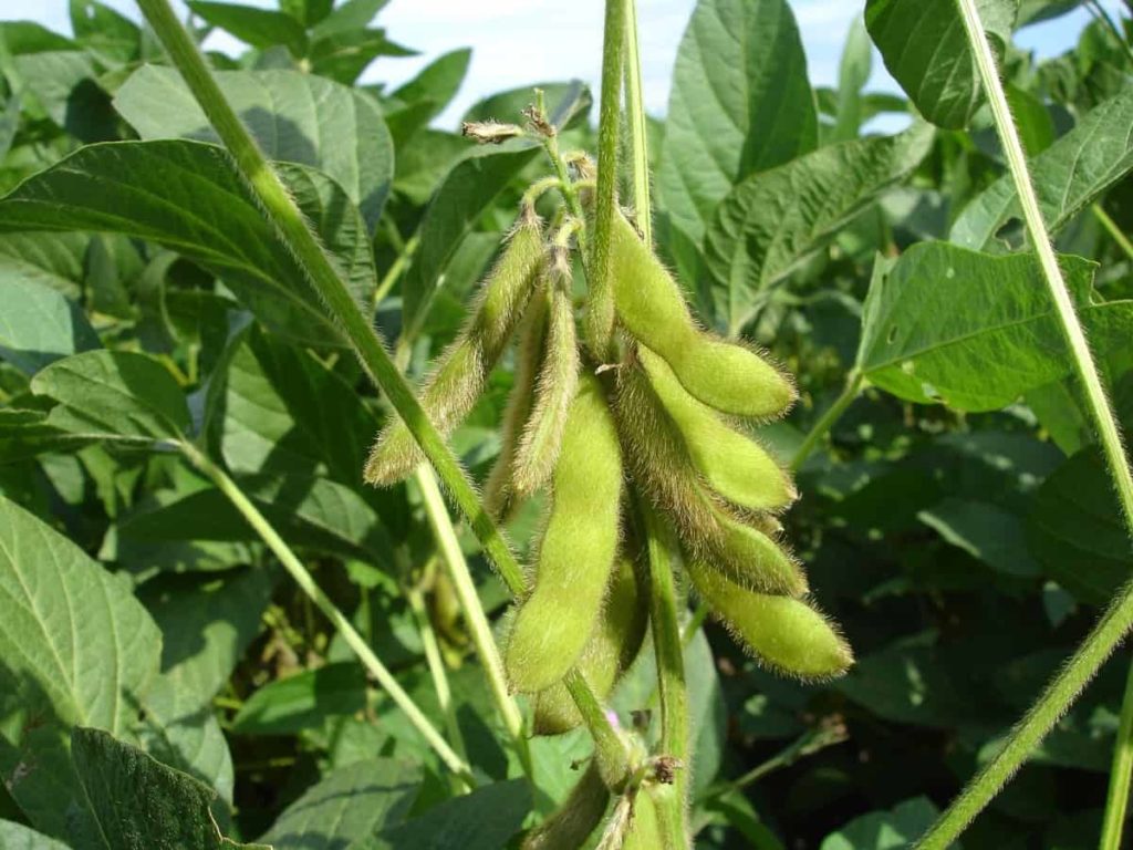 Soybean Crop