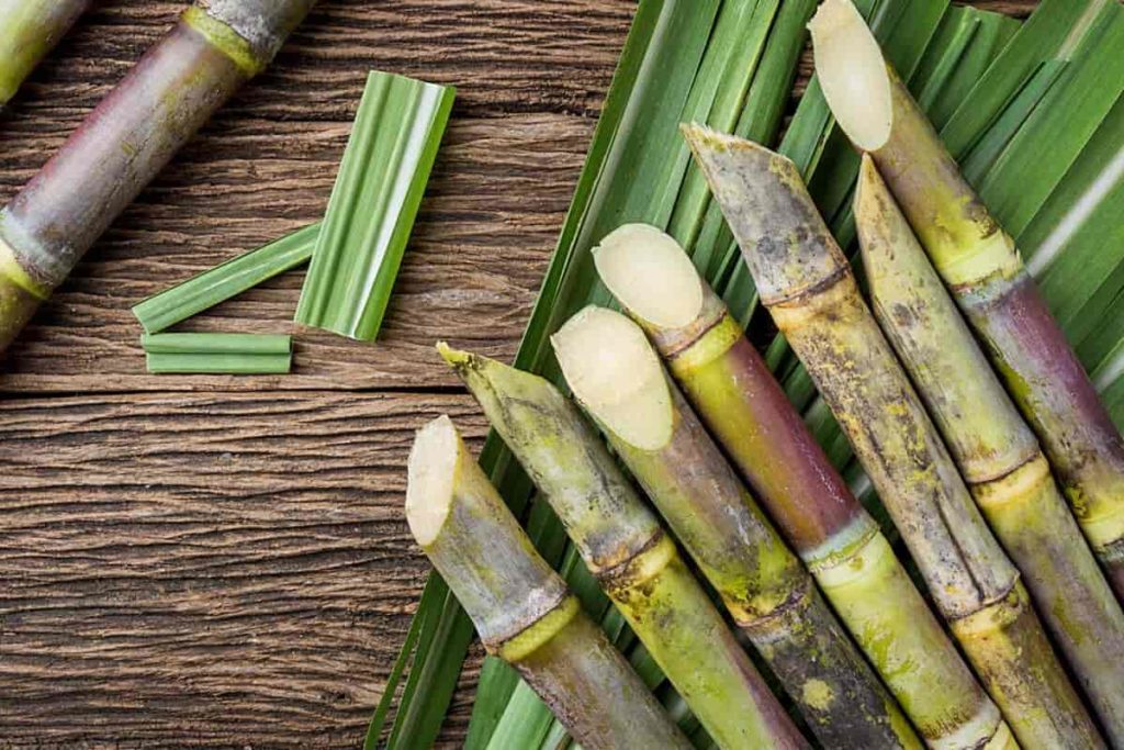 Cut Sugarcanes