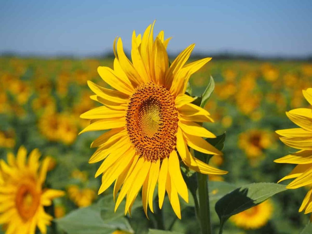 Best Fertilizer for Sunflower Crop