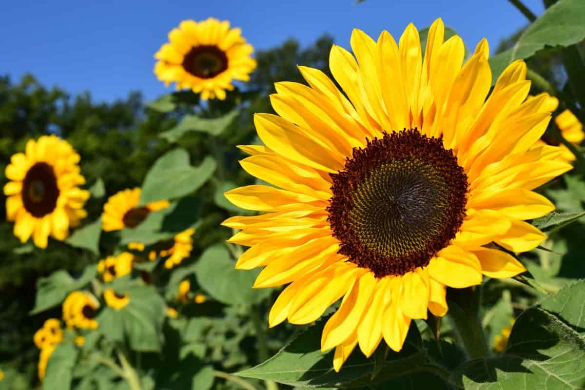 Image of Sunflower fertilizer compost