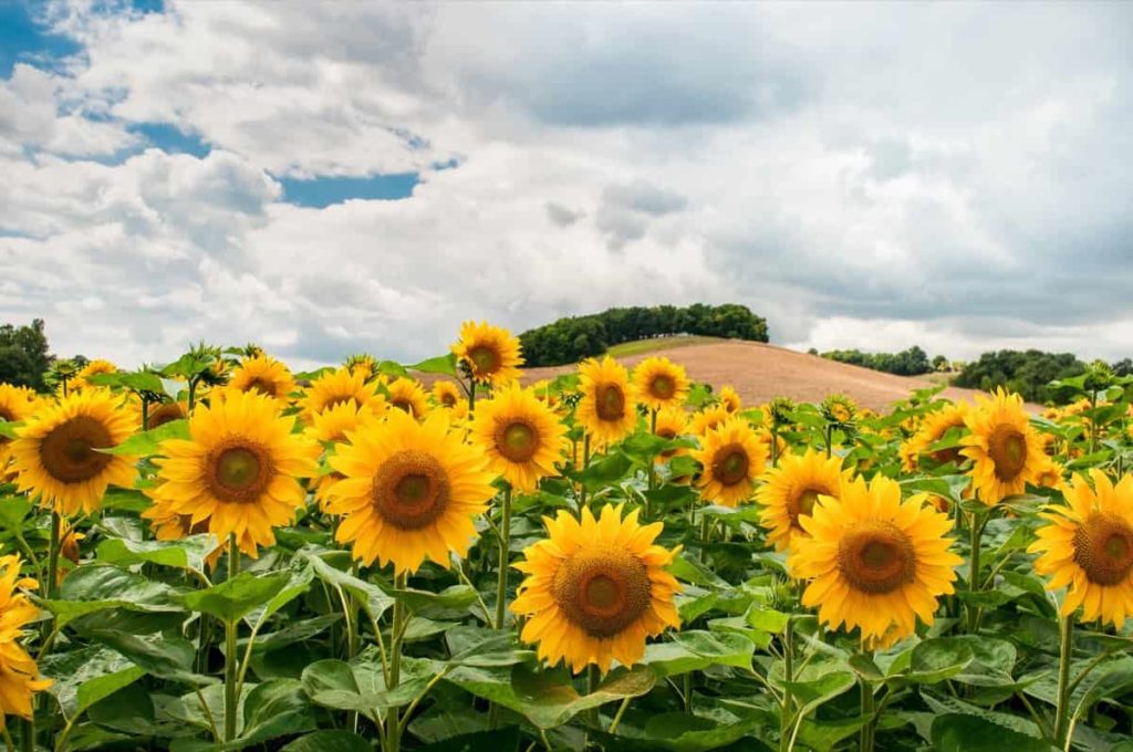 Sunflower Farming