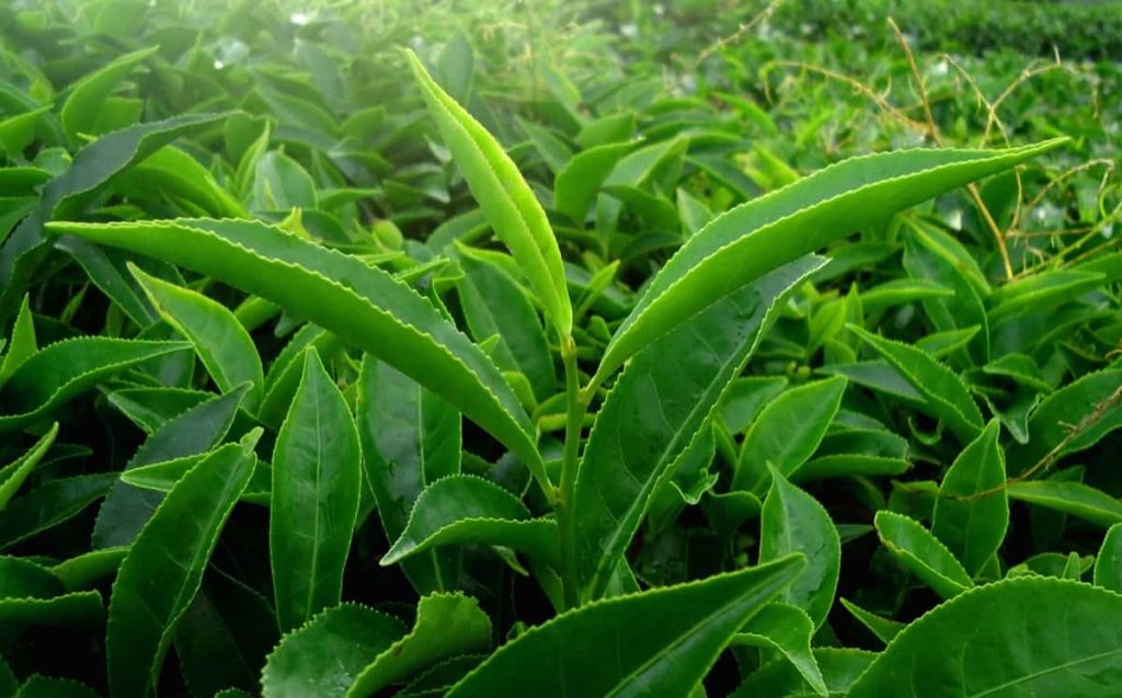 Best Fertilizer for Tea Plants