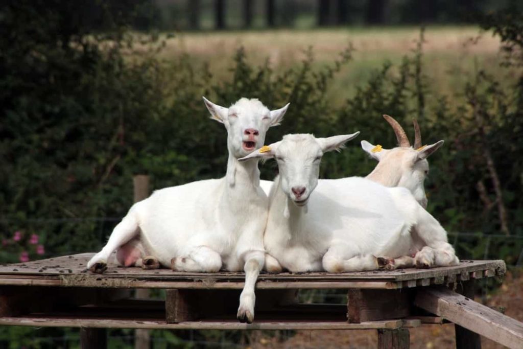 Goat Farming in New Zealand